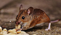 24 Hour & Emergency Exterminators in Springfield, KY